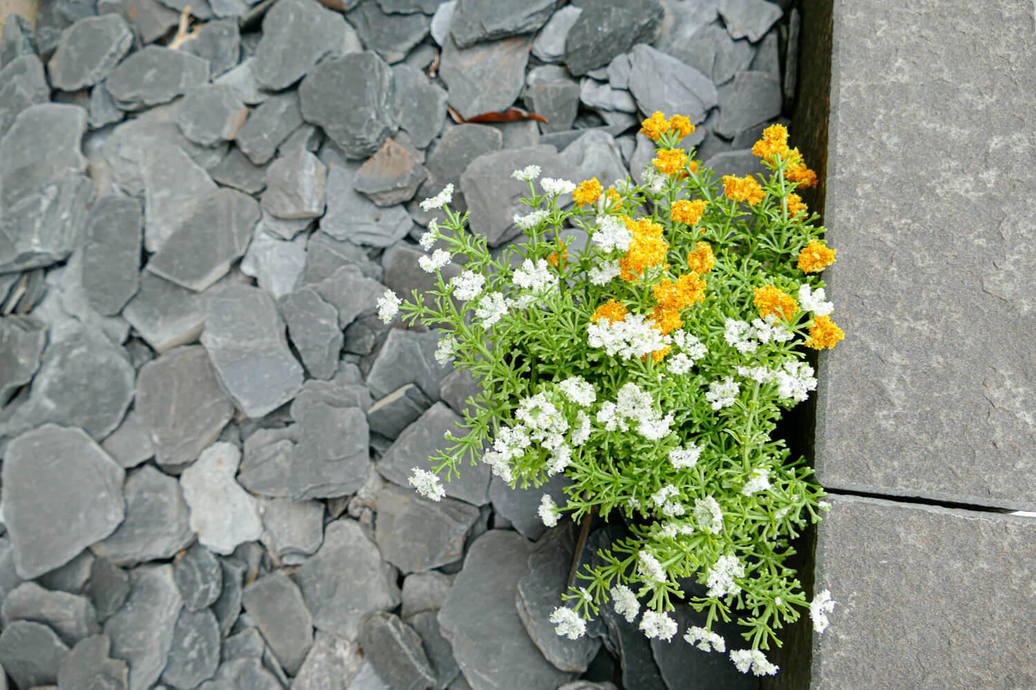 Rasenkantenstein Basalt