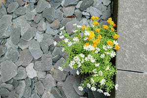 Rasenkantenstein Basalt