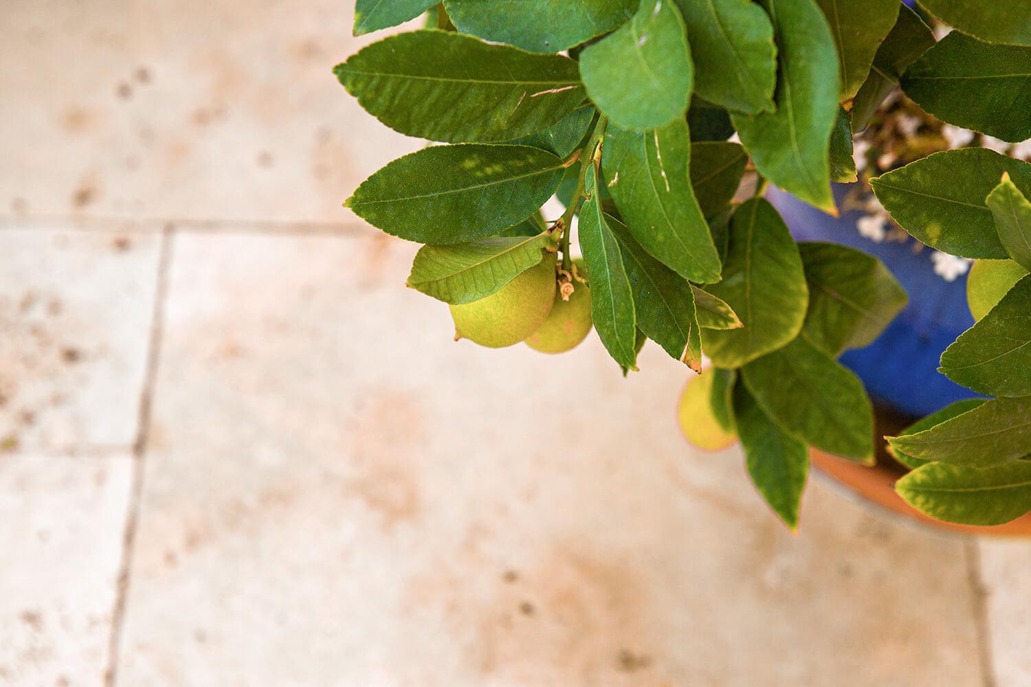 Travertin Terrassenplatten mit mediterranem Zitronenbaum