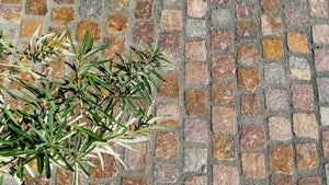 Porphyrpflaster in Reihe verlegt